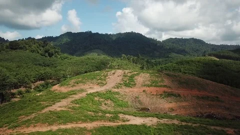 Deforestation aerial view Video stock 81314639