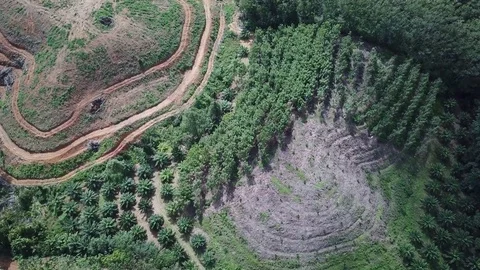 Deforestation aerial view Stock Footage 81314655