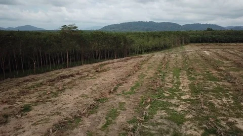 Deforestation aerial view Stock Footage 81361943