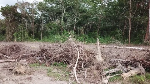 Deforestation aerial view Stock Footage 81361965