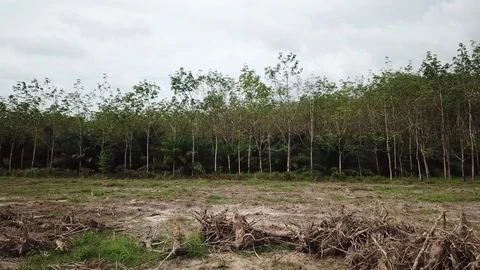 Deforestation aerial view Stock Footage 81362221
