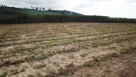 Deforestation aerial view Stock Footage 81362244
