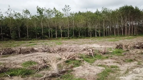 Deforestation aerial view Stock Footage 81362298