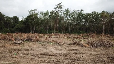 Deforestation aerial view Stock Footage 81362328