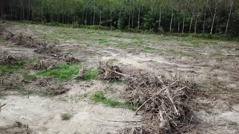 Deforestation aerial view Stock Footage 81362342