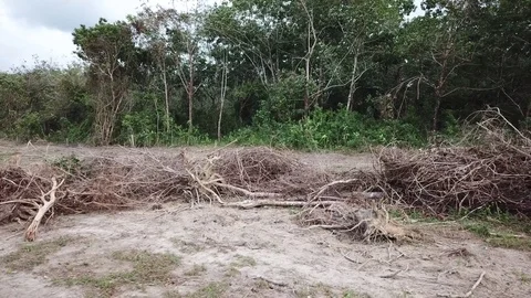 Deforestation aerial view Stock Footage 81362344