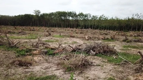 Deforestation aerial view Stock Footage 81362397