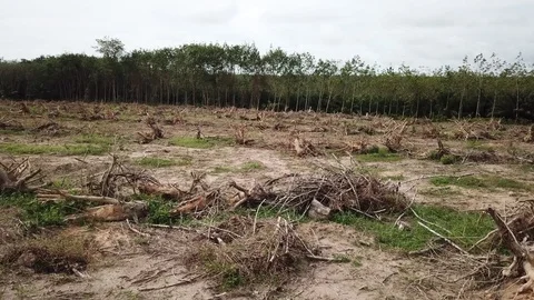 Deforestation aerial view Stock Footage 81362429