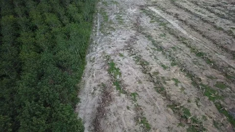 Deforestation aerial view Stock Footage 81362452