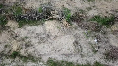 Deforestation aerial view Stock Footage 81362487