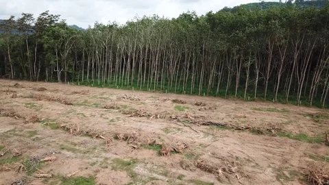 Deforestation aerial view Stock Footage 81362493