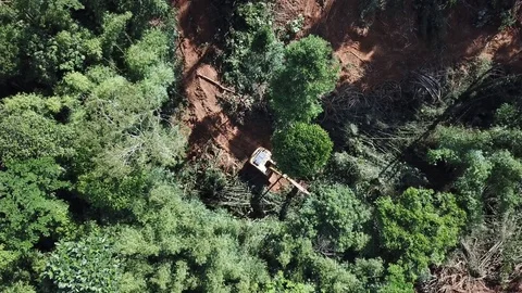 Deforestation aerial view Video stock 81428194