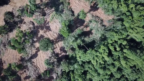 Deforestation aerial view Stock Footage 81428202