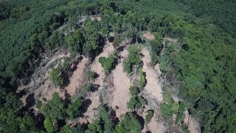 Deforestation aerial view Stock Footage 81428213