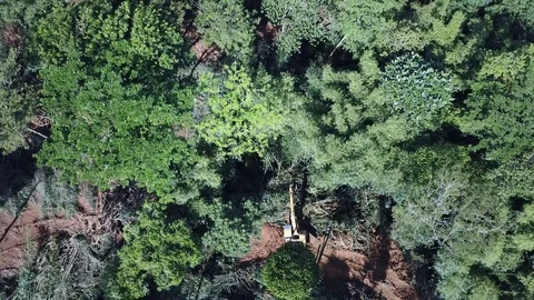 Deforestation aerial view Stock Footage 81428238