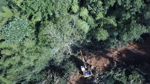 Deforestation aerial view Vídeos de archivo 81428289