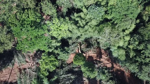 Deforestation aerial view Stock Footage 81428511