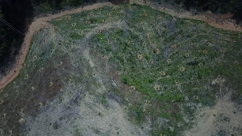 Deforestation aerial view Stock Footage 81950135