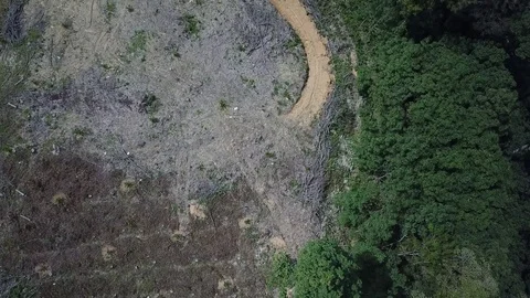 Deforestation aerial view Stock Footage 81950307