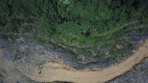 Deforestation aerial view Stock Footage 81950308