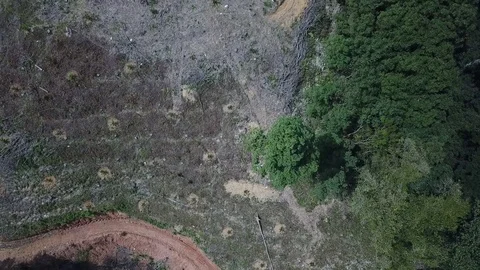Deforestation aerial view Stock Footage 81950349