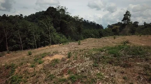 Deforestation aerial view Stock Footage 81950365
