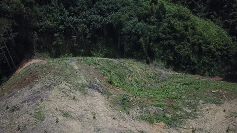 Deforestation aerial view Stock Footage 81950374