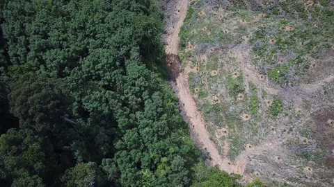 Deforestation aerial view Stock Footage 81950447