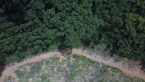 Deforestation aerial view Stock Footage 81950448