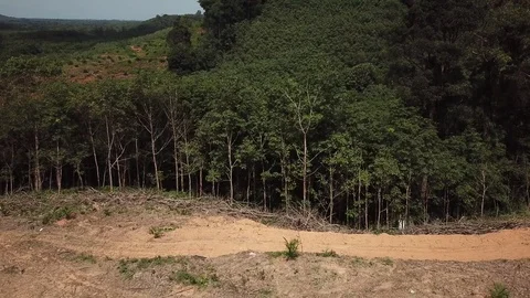 Deforestation aerial view Stock Footage 81950461
