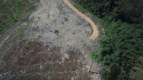 Deforestation aerial view Stock Footage 81950527