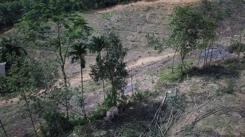 Deforestation aerial view Stock Footage 82048319