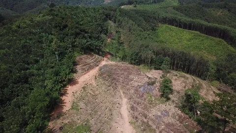 Deforestation aerial view Stock Footage 82048328