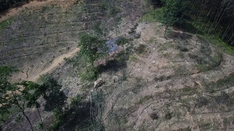 Deforestation aerial view Stock Footage 82048465