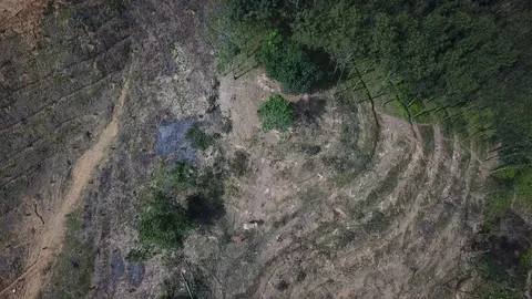 Deforestation aerial view Stock Footage 82048533