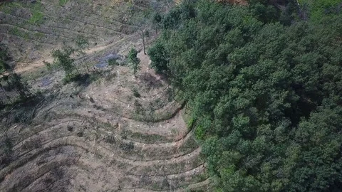 Deforestation aerial view Stock Footage 82048697