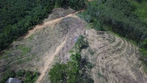 Deforestation aerial view Stock Footage 82048782