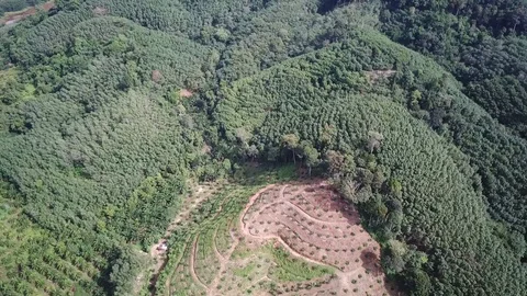 Deforestation aerial view Stock-Footage 82737060