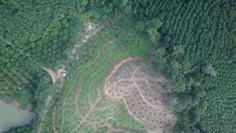 Deforestation aerial view Stock Footage 82737086