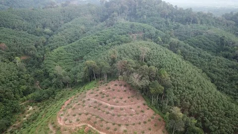 Deforestation aerial view Stock Footage 82737232