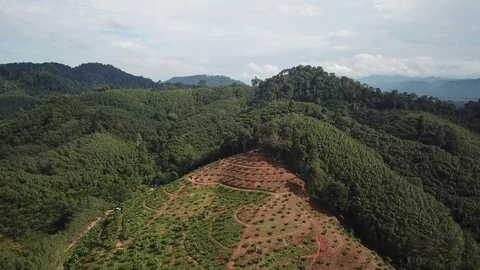 Deforestation aerial view Stock Footage 82737275