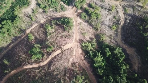 Deforestation aerial view Video stock 83721824