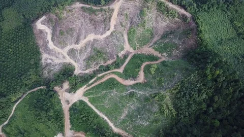 Deforestation aerial view Video stock 83984217