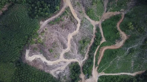 Deforestation aerial view Stock Footage 84000005