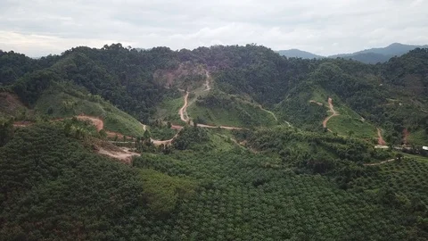 Deforestation aerial view Video stock 84000106