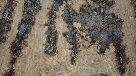 Deforestation aerial view Stock Footage 84044137