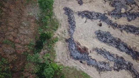 Deforestation aerial view Stock Footage 84044229