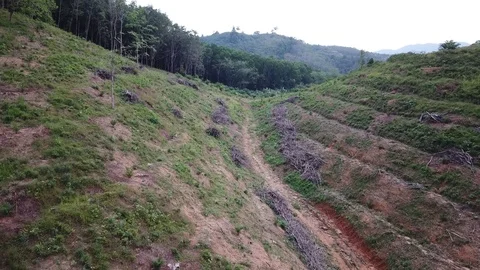Deforestation aerial view Stock Footage 84045246