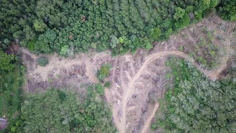 Deforestation aerial view Video stock 84051372