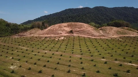 Deforestation aerial view Video stock 86153537